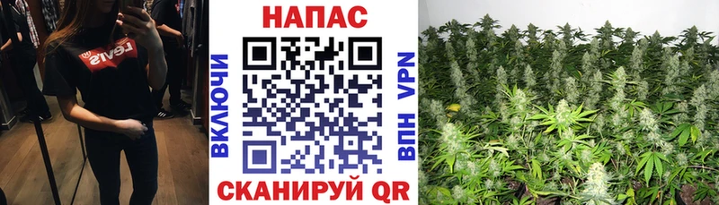 Купить наркотики сайты Петушки Псилоцибиновые грибы  СК  МЕФ  ГАШИШ 